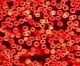 © Copyright Adams Brian D & Biology.touchspin.com - All Rights Reserved flu prevention blood